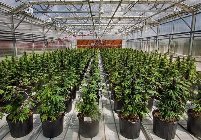 Cannabis Greenhouses
