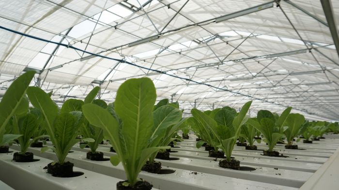 Vegetable Greenhouses